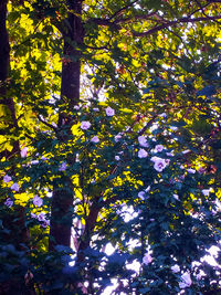 Low angle view of tree