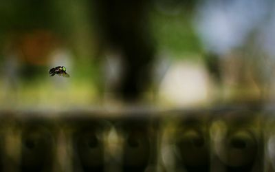 Close-up of bee