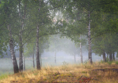 Trees in forest