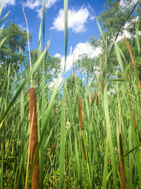 Close-up of plants growing on field against sky