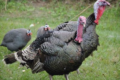 Close-up of rooster on field