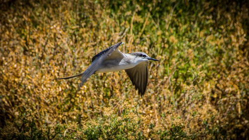 View of a bird flying