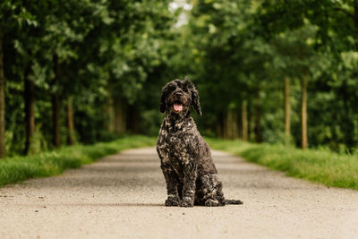 Dog sitting on road amidst trees