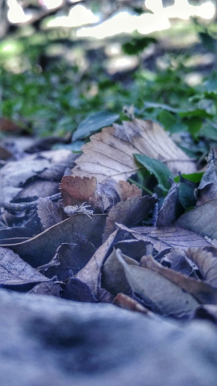 leaf, selective focus, dry, close-up, leaves, surface level, nature, focus on foreground, tranquility, season, day, outdoors, autumn, natural pattern, no people, fallen, field, leaf vein, textured, sunlight