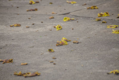 High angle view of dry leaves on street