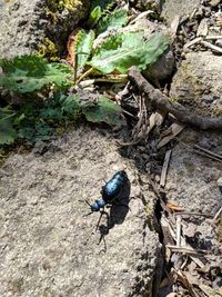 High angle view of insect on rock