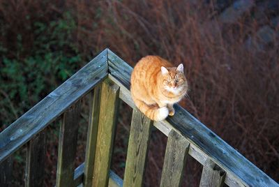 High angle view of cat sitting on railing in back yard