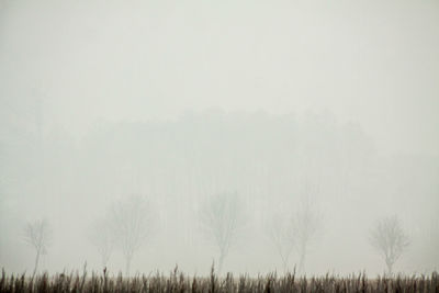 Bare trees on misty landscape
