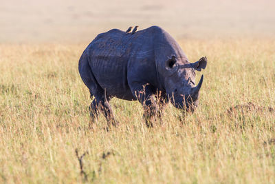 Black rhino with oxpeckers on the back at a savanna in africa