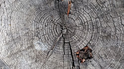 Full frame shot of tree stump