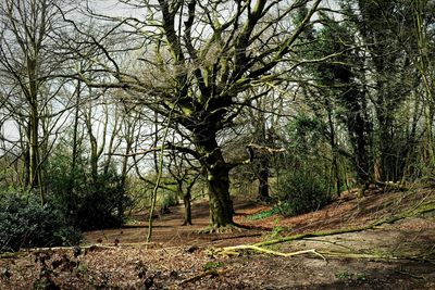 Bare trees on landscape