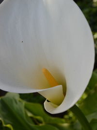 Close-up of flower blooming outdoors