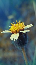 Close-up of yellow flower