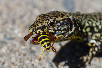 Close-up of butterfly on rock