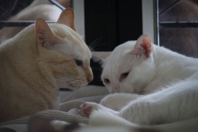 Close-up of cats relaxing at home