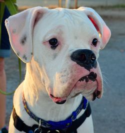 Close-up portrait of dog