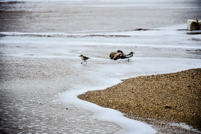 Dog on beach by sea against sky