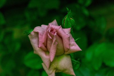 Close-up of pink rose