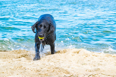 Black labrador dog playing on beach