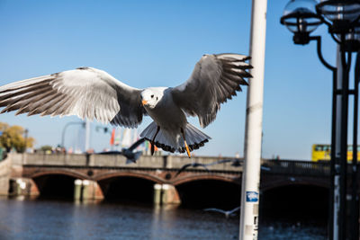 Seagulls flying over the sea against clear sky