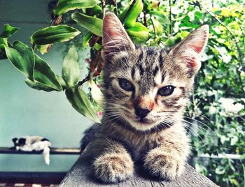 Close-up portrait of cat