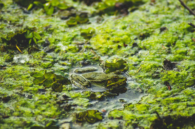 View of frog in lake