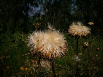 Close-up of dandelion on field