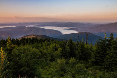 Scenic view of forest against sky during sunset