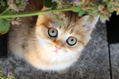 High angle portrait of cat