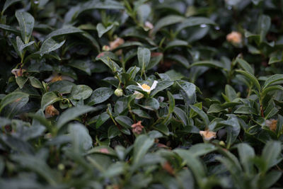 Full frame shot of plants growing outdoors during rainy season