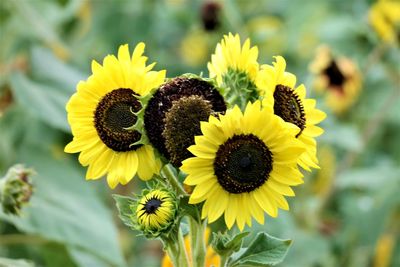 Close-up of yellow sunflower