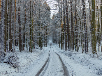 Trees in forest