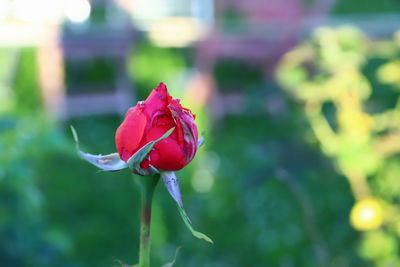 Close-up of red rose