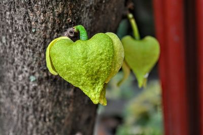 Close-up of heart shape leaf on tree trunk