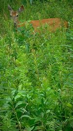 Plants growing on field