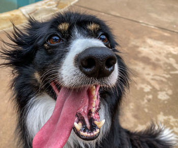 Close-up of dog