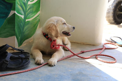 Close-up of a dog looking away