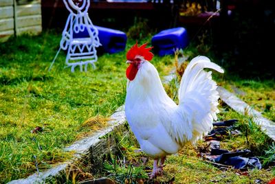 View of a bird on field