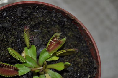 Close-up of caterpillar on plant