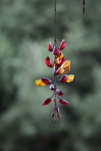 Close-up of red flowering plant