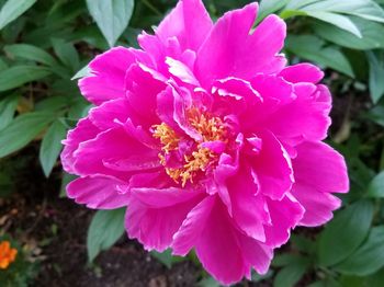 Close-up of pink flowering plant
