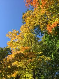 Low angle view of tree against sky