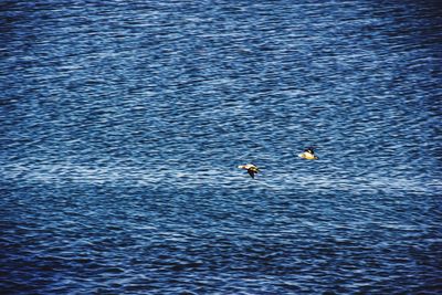 High angle view of man in sea