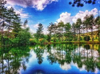 Reflection of trees in calm lake