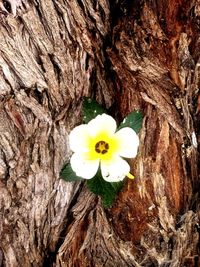 Close-up of flowering plant against tree trunk