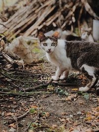 Portrait of cat on field