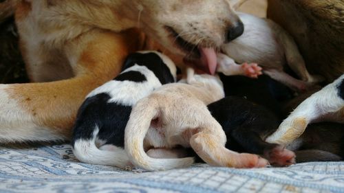 Cropped image of dog with her puppies 