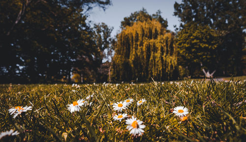 Close-up of flowering plants on land