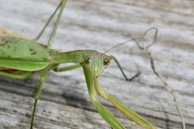 Close-up of insect on leaf