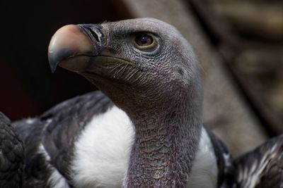 Close-up of eagle